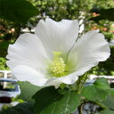 花木 庭木の苗/ニホンフヨウ(日本芙蓉):ホワイト4〜5号ポット