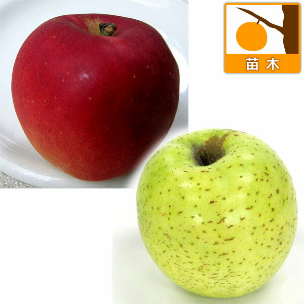 果樹の苗/リンゴ2種セット：王林（おうりん）と紅玉（こうぎょく）...:engei2:10097389