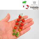 野菜の苗/生食用イタリアントマト無農薬シリーズ:イタリアンマイクロレッド3.5号ポット2株セット