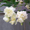 バラの苗/モッコウバラ:白花八重咲き3号ポット
