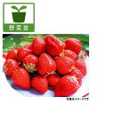 野菜の苗/イチゴ:おおきみ3〜3.5号ポ...