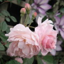バラの苗/[送料無料]つるバラ：コーネリア8号大型アンドン仕立て