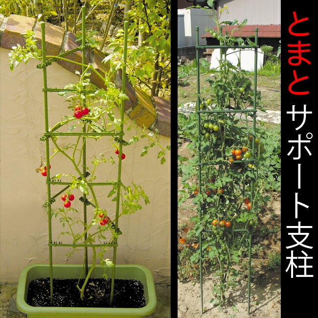 トマトサポート支柱 Φ11×1800mmトマト、キュウリ、ピーマンの栽培に。