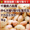 鮮度抜群!令和元年 2019年度産 手もぎ掘り取り生落花生(ナカテユタカ)1kg千葉県八街