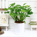 フィロデンドロン・クッカバラ/h45cm 陶器鉢仕立 花 ガーデン DIY 観葉植物 中型