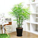 観葉植物 現品 シュロチク/H110cm 8号鉢 棕櫚竹 おすすめ 育てやすい インテリアグリーン 中型 大型 おしゃれ 和風にも洋風にも合う 緑の宝石 耐陰性 耐寒性 同属ではカンノンチク(観音竹) ヤシ 学名 Rhapis humilis e-RAN 条件付き送料無料
