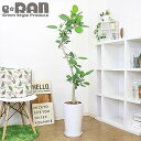 【写真の現品お届け】H142cm ゴムの木 フィカス ベンガレンシス 陶器鉢 曲がり樹形 観葉植物 大型 管理説明書 受皿付 肥料小袋プレゼント【人気 おしゃれ インテリア ベンガルボダイジュ ボダイジュ 菩提樹 ゴムノキ シンボルツリー バニヤンツリー Ficus benghalensis 】