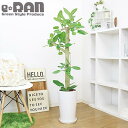 【写真の現品お届け】 H131cm ゴムの木 フィカス ベンガレンシス 陶器鉢 極太 スタンダード樹形 観葉植物 大型 管理説明書 受皿付 肥料小袋プレゼント【人気 おしゃれ ベンガル ボダイジュ 菩提樹 ゴムノキ シンボルツリー バニヤンツリー Ficus benghalensis 】