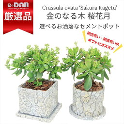 ＼ポイント2倍／多肉植物 金のなる木 <strong>桜花月</strong> さくらかげつ セメントポット 角鉢 丸鉢 管理説明書 受皿付き 肥料小袋プレゼント 多肉 金の成る木 紅葉 夏型 <strong>クラッスラ</strong> コインツリー 丸い葉 カネノナルキ テーブルグリーン 小鉢【数量限定販売】 <strong>観葉植物</strong>