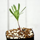 エリオスペルマム アルキコルネ Type-VDV EQ305 Eriospermum alcicorne キジカクシ 植物 珍しい 観葉植物 珍奇植物