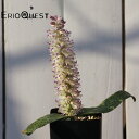 Lachenalia kliprandensis ラケナリア クリプランデンシス