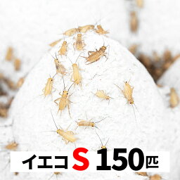 ヨーロッパイエコオロギ 150匹 S 5-8mm 送料無料 エサラボ 餌 用 コオロギ イエコ Sサイズ 生餌 生き餌 活餌 カナヘビ ヤモリ カエル トカゲ