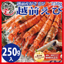 ≪エントリーでポイント最大10倍≫「福井・越前産がさえび」刺身用 エビ250g（15尾前後）【訳あり お試しサイズ】【海老】【4セット以上送料無料】...