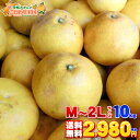 【限定販売】愛媛県産 訳あり 木成り完熟文旦 M−2Lサイズ 10kg【送料無料※一部地域除