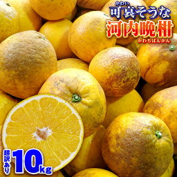 【樹齢20年以上】 愛媛県 愛南町産 特に訳あり 可哀そうな <strong>河内晩柑</strong> サイズ込み 10kg 【送料無料※北海道・沖縄県は除く】 もったいない かわいそうな 晩柑 SDGs 家庭用 自宅用 箱買い 10キロ かわちばんかん 別名 宇和ゴールド 愛南ゴールド 美生柑 和製グレープフルーツ