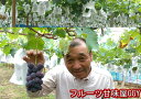 お中元 御中元 ぶどう ギフト フルーツ熊本産 巨峰 約1.6キロ 3~6房【送料無料】一部の地域を除く【クール便発送】80サイズ