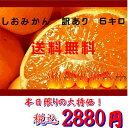 みかん 味に自信!!(しおみかん) 熊本産 訳あり 5kg甘くておいしい しおみかん 塩みかん【送料無料】一部の地域を除く【熊本みかん おいしいみかん 甘いみかん 塩みかん 熊本県産 九州産】