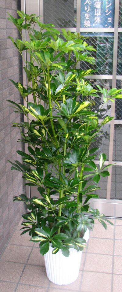 中型観葉植物　ホンコンカポック...:f-pallet:10002468