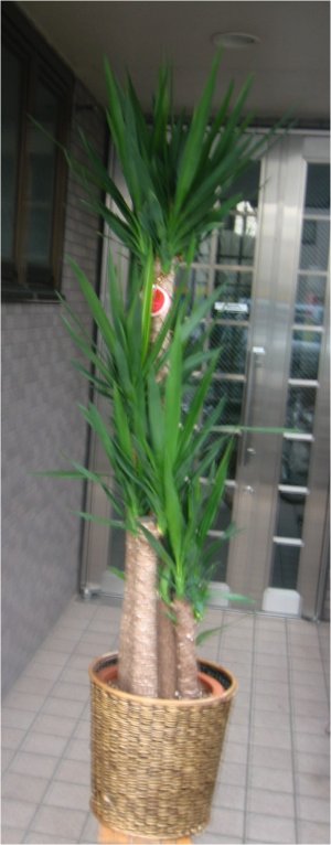 大型観葉植物　ドラセナ　ユッカ