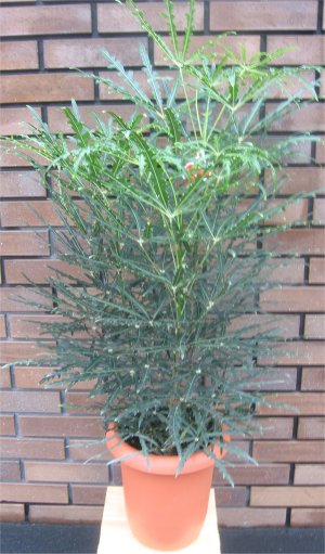 中型観葉植物　アラレア