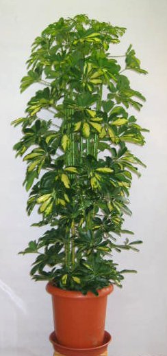 【送料無料】大型観葉植物　ホンコンカポック...:f-pallet:10002838