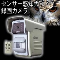 【送料無料】センサーライトC-800