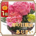 遅れてごめんね母の日 《大人気花鉢あじさい》早割 花 早期特典 プレゼント 2013 配達日指定可 母の日限定 母の日ギフト 送料無料 アジサイ 紫陽花 あじさい 激安 スイーツ セット スイーツセット 5号