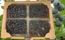 【ふるさと納税】農園の加工用ブルーベリー約2kg(北海道仁木...