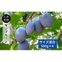 【ふるさと納税】仁木町の採れたて「サンプルーン」2kg≪妹尾観光農園≫ 【果物・ぶどう・フルーツ・果物詰合せ・フルーツ】 お届け:2020年9月中旬~10月上旬