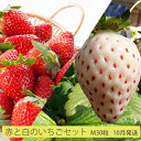 【ふるさと納税】【10月発送】今野農園「赤と白のいちごセット」(M30粒)北海道仁木町産 【果物類・いちご・苺・イチゴ・すずあかね・天使のいちご・フルーツ】 お届け:2022年10月上旬~末日