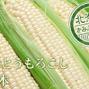 【ふるさと納税】朝採り【白いとうもろこし】L-LL 12本セ...