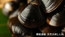 【ふるさと納税】網走湖産天然大和しじみ1.5kg(特大)