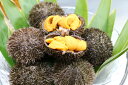 【ふるさと納税】【数量限定】釧路町昆布森産 最高級生うに(1...