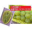 【ふるさと納税】12月 津軽産 贈答用大粒シャインマスカット...