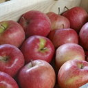 【ふるさと納税】1月 津軽産 家庭用サンふじ約10kg 【果...