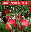【ふるさと納税】9月 土岐りんご園 家庭用サンつがる約10k...