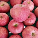 【ふるさと納税】津軽産不揃い訳ありりんご約10kg 品種お任...