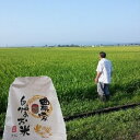 【ふるさと納税】津軽産 上白米まっしぐら10kg 【お米】