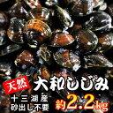 【ふるさと納税】青森県 十三湖産 砂出し不要 天然 大和しじ...