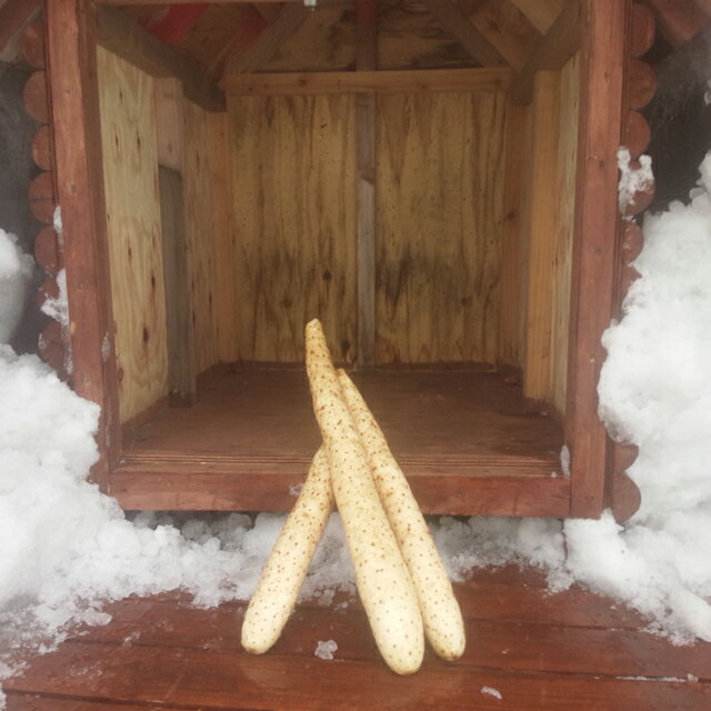 【ふるさと納税】雪室長芋(3kg) 【ふるさと納税】雪室長芋(3kg)