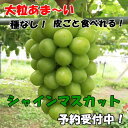 【ふるさと納税】厳選!あま〜い大粒!高級シャインマスカット化...