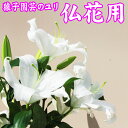【ふるさと納税】 ◆猿子園芸◆ 白色のユリ 25輪以上 仏花用 百合 岩手県 雫石町 花 生花 Y-003