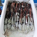 【ふるさと納税】冷凍スルメイカ 約1.3kg