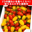 【ふるさと納税】彩りミニトマト詰め合わせ