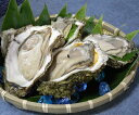 【ふるさと納税】肉厚な天然岩ガキ(5個以上・秋田県にかほ市産...