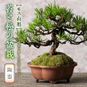 【ふるさと納税】【モス山形】苔と松の盆栽(陶器) F2Y-5146