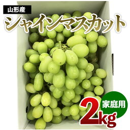 【ふるさと納税】【ご家庭用】<strong>シャインマスカット</strong> 約2kg 1箱【令和6年産先行予約】FU21-645 フルーツ くだもの 果物 お取り寄せ 先行予約 訳あり