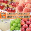【ふるさと納税】FS22-045 【令和5年産先行予約】 【定期便5回】山形のフルーツを食べ尽くし!厳選フルーツ定期便 5回B 55,000円