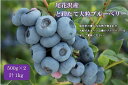 【ふるさと納税】《2020年産予約》尾花沢産とれたて完熟ブルーベリー1kg