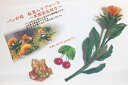 【ふるさと納税】パンの花 紅花入りブローチ(天然真珠付き)1...